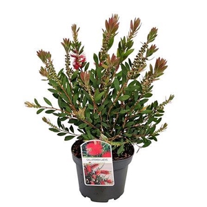 Callistemon Laevis Bush - 1153