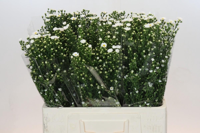 <h4>Aster Paquita</h4>