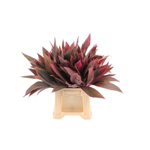 Cordyline Tops Red
