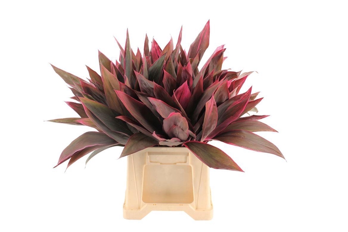 <h4>Cordyline Tops Red</h4>