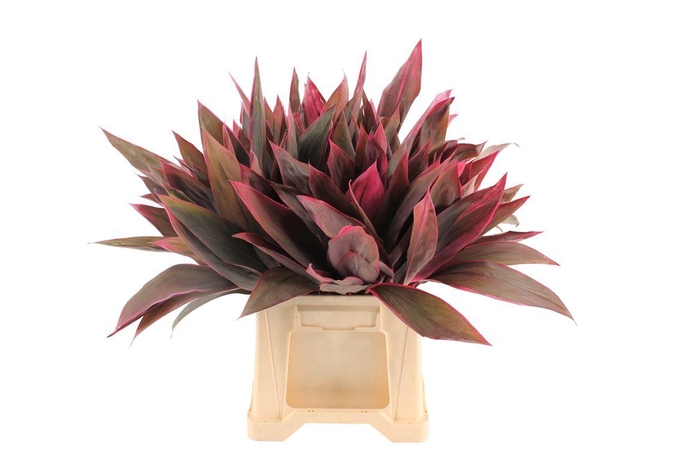 <h4>Cordyline Tops Red</h4>