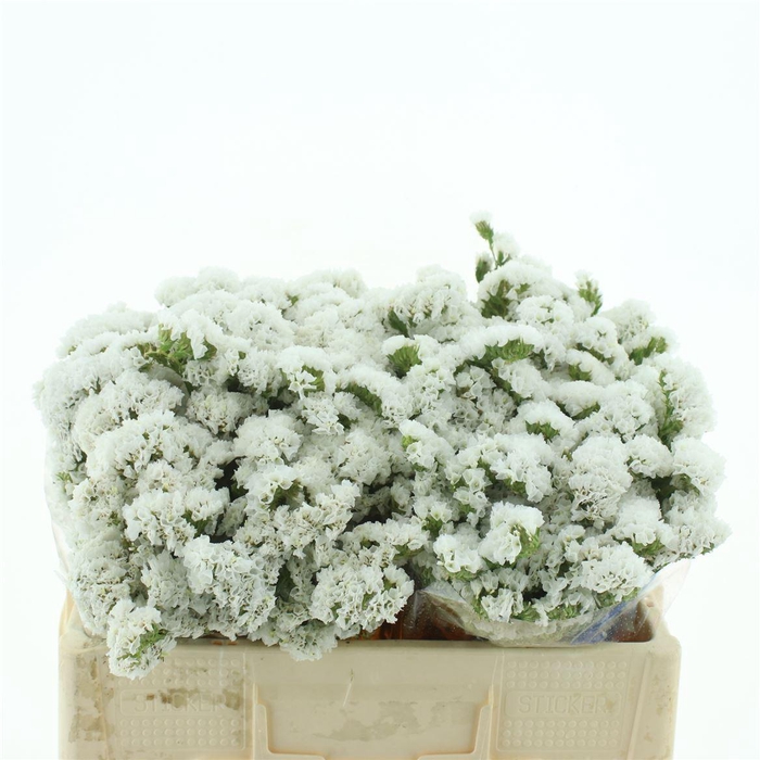 <h4>Limonium St White Birds X50</h4>