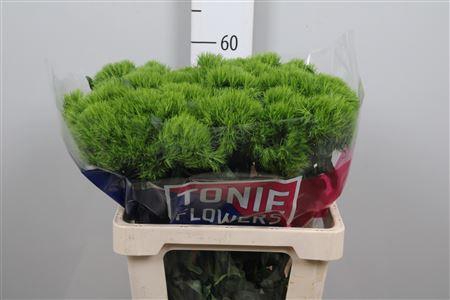 <h4>Di Barb Green Wicky</h4>