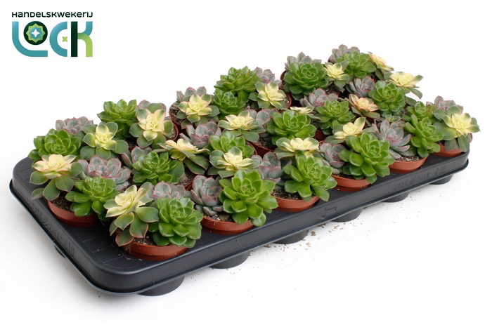 <h4>Echeveria Trio</h4>