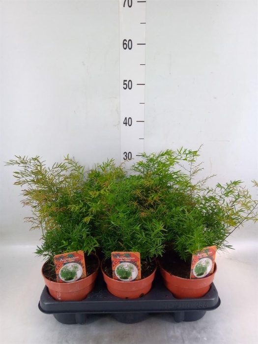 <h4>Asparagus dens. 'Cwebe'</h4>