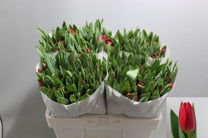 <h4>TU EN RED STONE</h4>