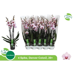 PHAL AN DENVER