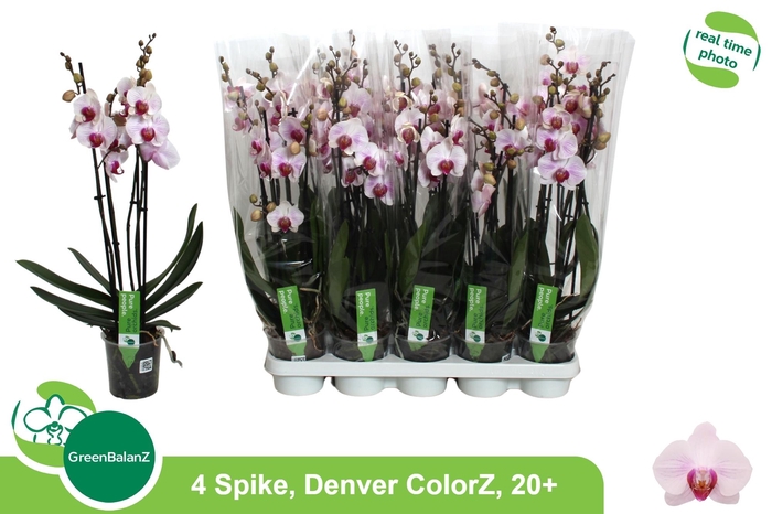<h4>PHAL AN DENVER</h4>