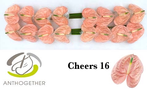 <h4>Anthurium Cheers</h4>