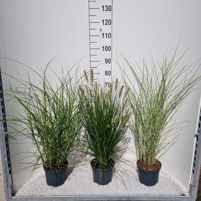 Siergrassen Mix