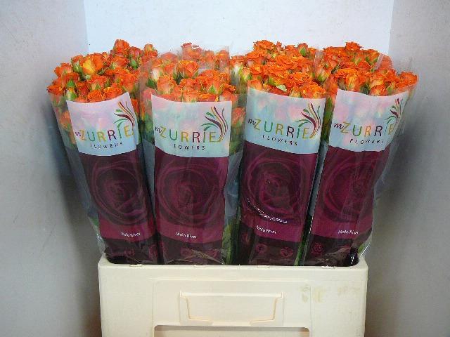 <h4>R TR SMASHING</h4>