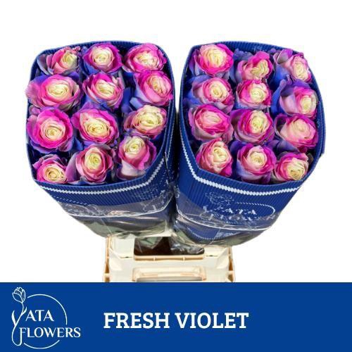 <h4>R gr Tinted Fresh Violet</h4>