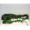 Hedera helix 'Shamrock'