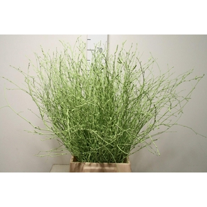 Berk 70cm Mintgroen Bs