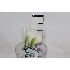 CALLAS VENTURA 040 CM