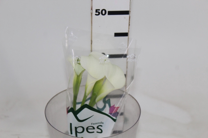 <h4>CALLAS VENTURA 040 CM</h4>