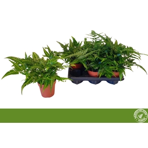 ARACHNIODES AR VARIE