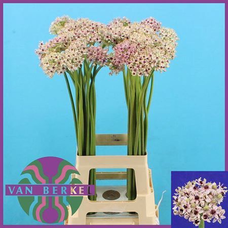 <h4>ALLIUM SILVERSPRING</h4>