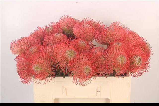 <h4>LEUCO AYOBA PINK</h4>