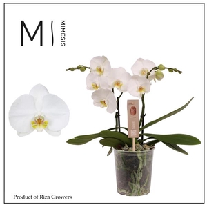 Phalaenopsis Wave White