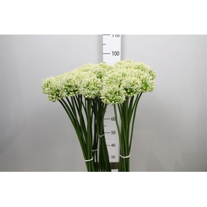 Allium Mount Everest