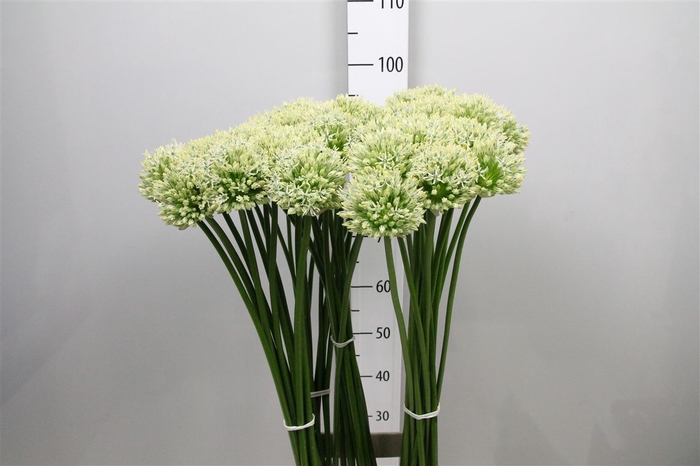 <h4>Allium Mount Everest</h4>