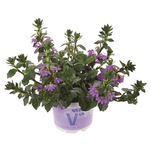 Scaevola Purple