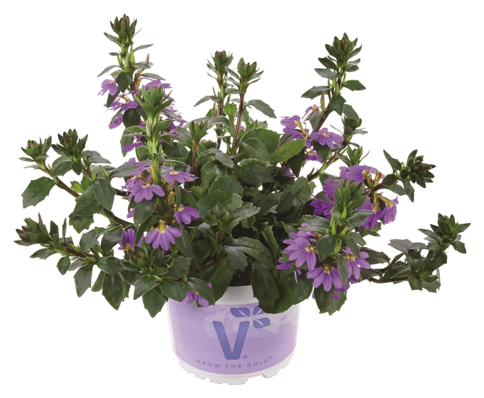 <h4>Scaevola Purple</h4>