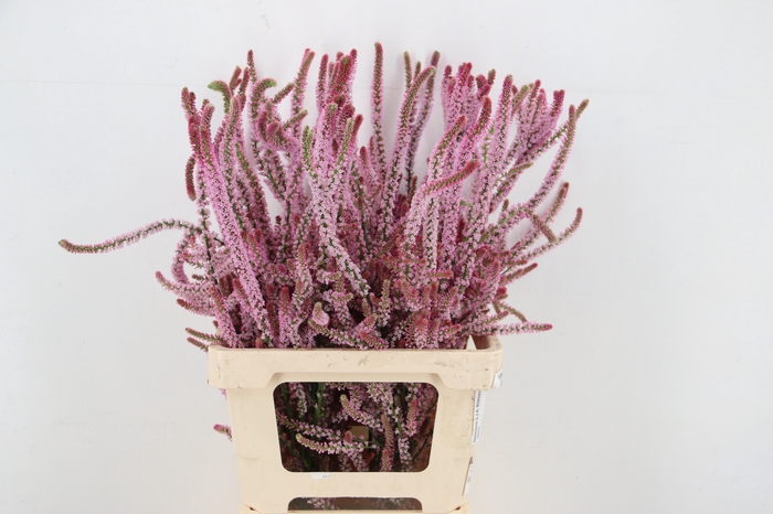 <h4>PSYLLIOSTACHYS SUWOR 070CM</h4>