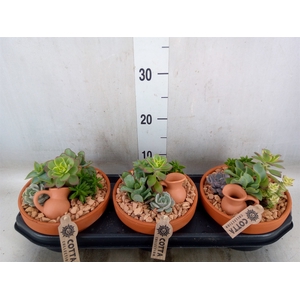 Arr.  Succulents L%