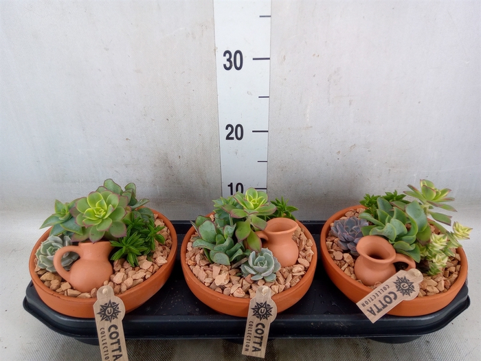 <h4>Arr.  Succulents L%</h4>