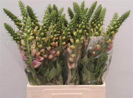 <h4>Digitalis Purpurea</h4>