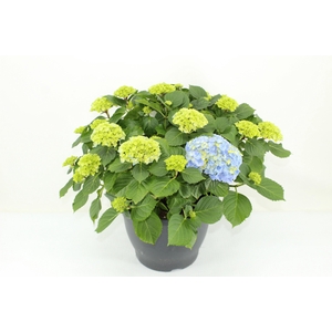 Hydrangea Hi River Blue (Hortensia)