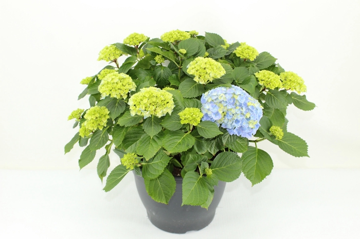 <h4>Hydrangea Hi River Blue (Hortensia)</h4>