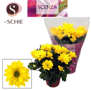Chrysant Breeze Yellow