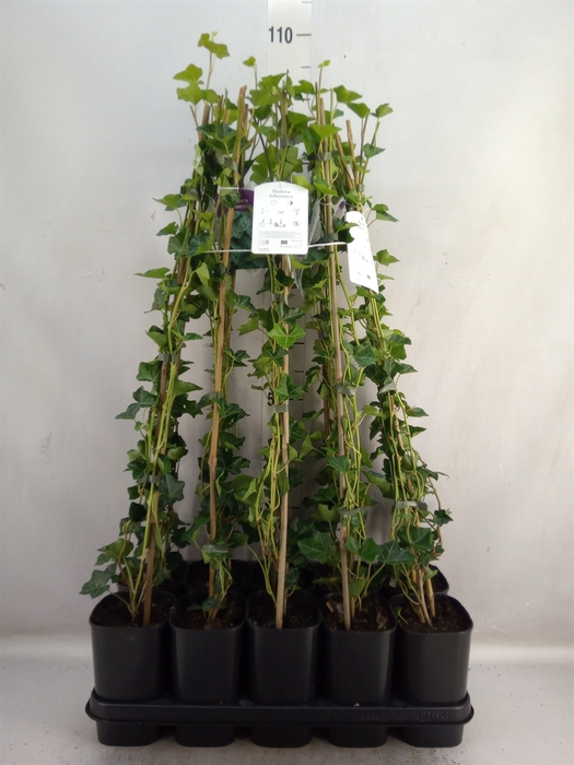 <h4>Hedera hibernica</h4>