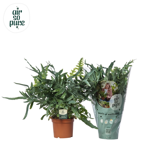 <h4>Phlebodium aureum 'Blue Star'</h4>