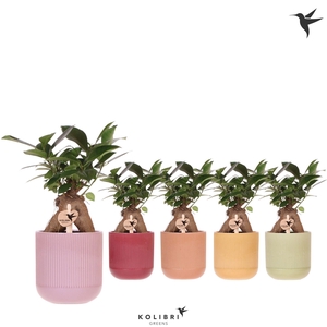 Kolibri Greens Ficus Ginseng Retusa in Flare pot mix