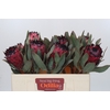 Protea Barbigera Ruby Princess Air