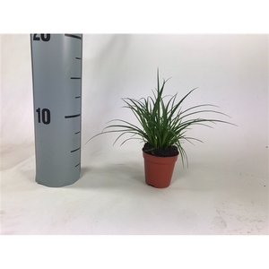 Carex brunnea (groen) p5,5