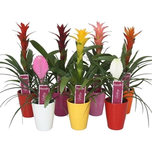 Bromelia gemengd in 6 kleuren ribbel keramiek