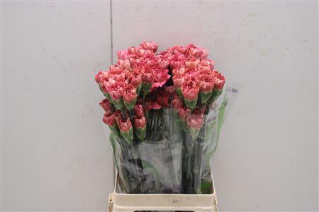 <h4>Di St Doretea</h4>