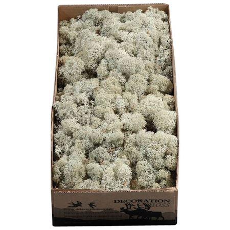 <h4>Ijslandmos (reindeer) Grijs</h4>