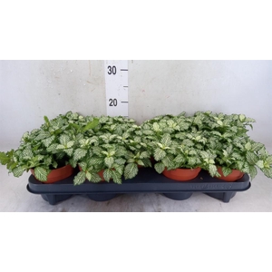 Fittonia  'Mosaic White Tiger'