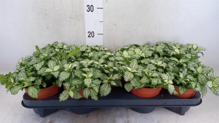 <h4>Fittonia 'Mosaic White Tiger'</h4>