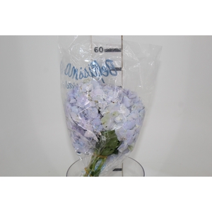 HORTENSIA FORCE 050 CM LILAS