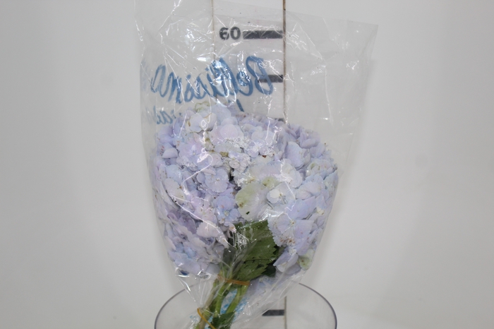 <h4>HORTENSIA FORCE 050 CM LILAS</h4>