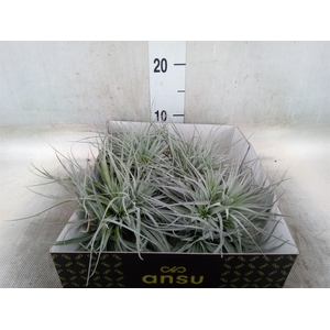 Tillandsia