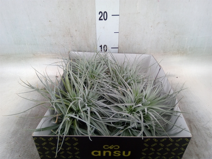 <h4>Tillandsia</h4>