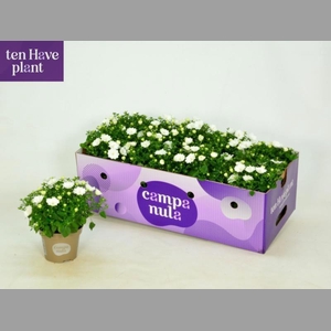 CAMP IS DUBLIN WHITE